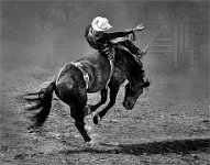 349 - BUCKING 1 BW - WILSON RONALD - united states <div